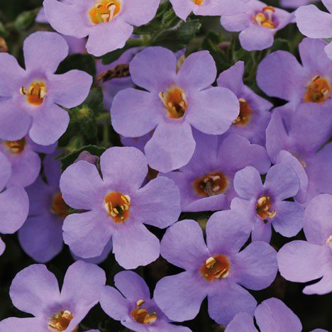 Bacopa Yakima Giga Lavender